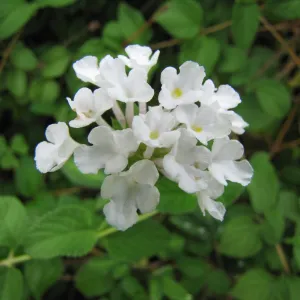 Beautify Your Landscape with the Elegant White Lantana Montevidensis Alba