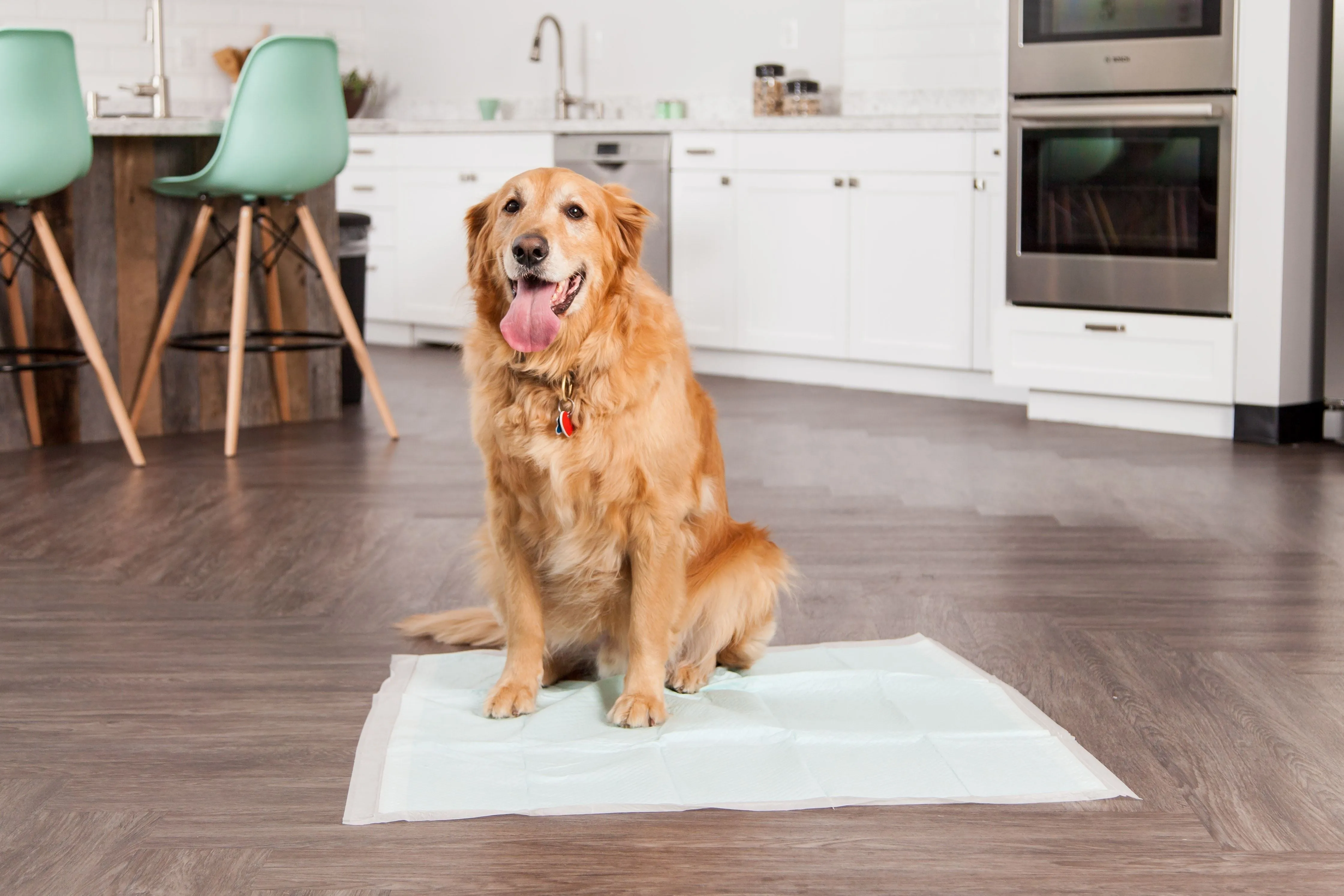 Pet Training Pad - 38-inch x 50-inch